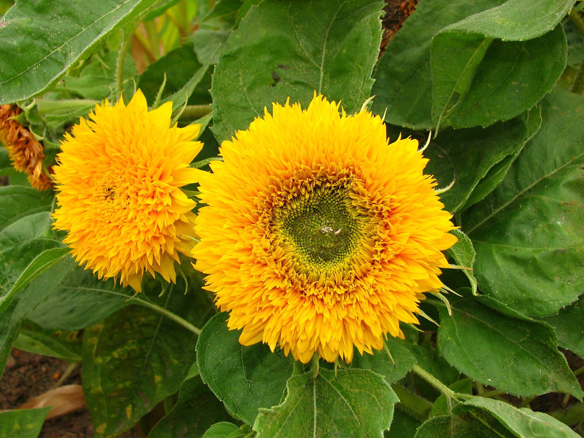 Cold-Pressed Sunflower Oil — view 4