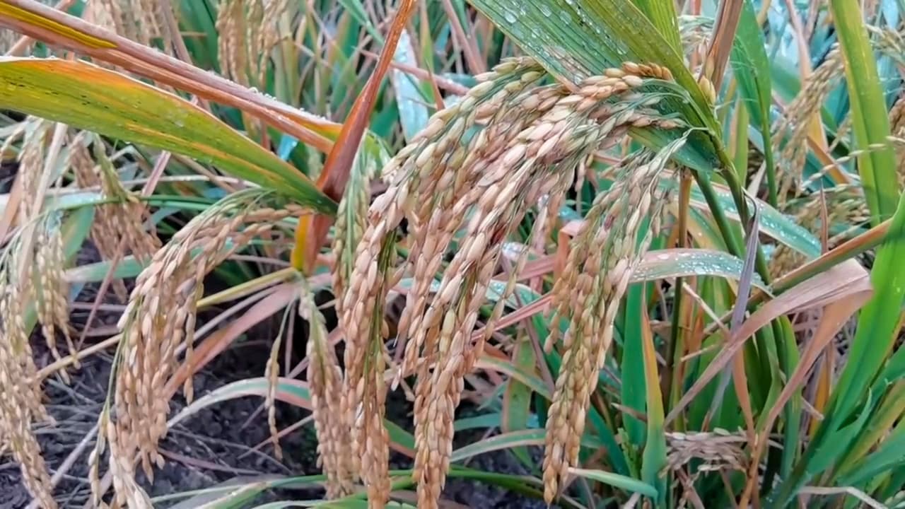 Unpolished Red Rice — view 3