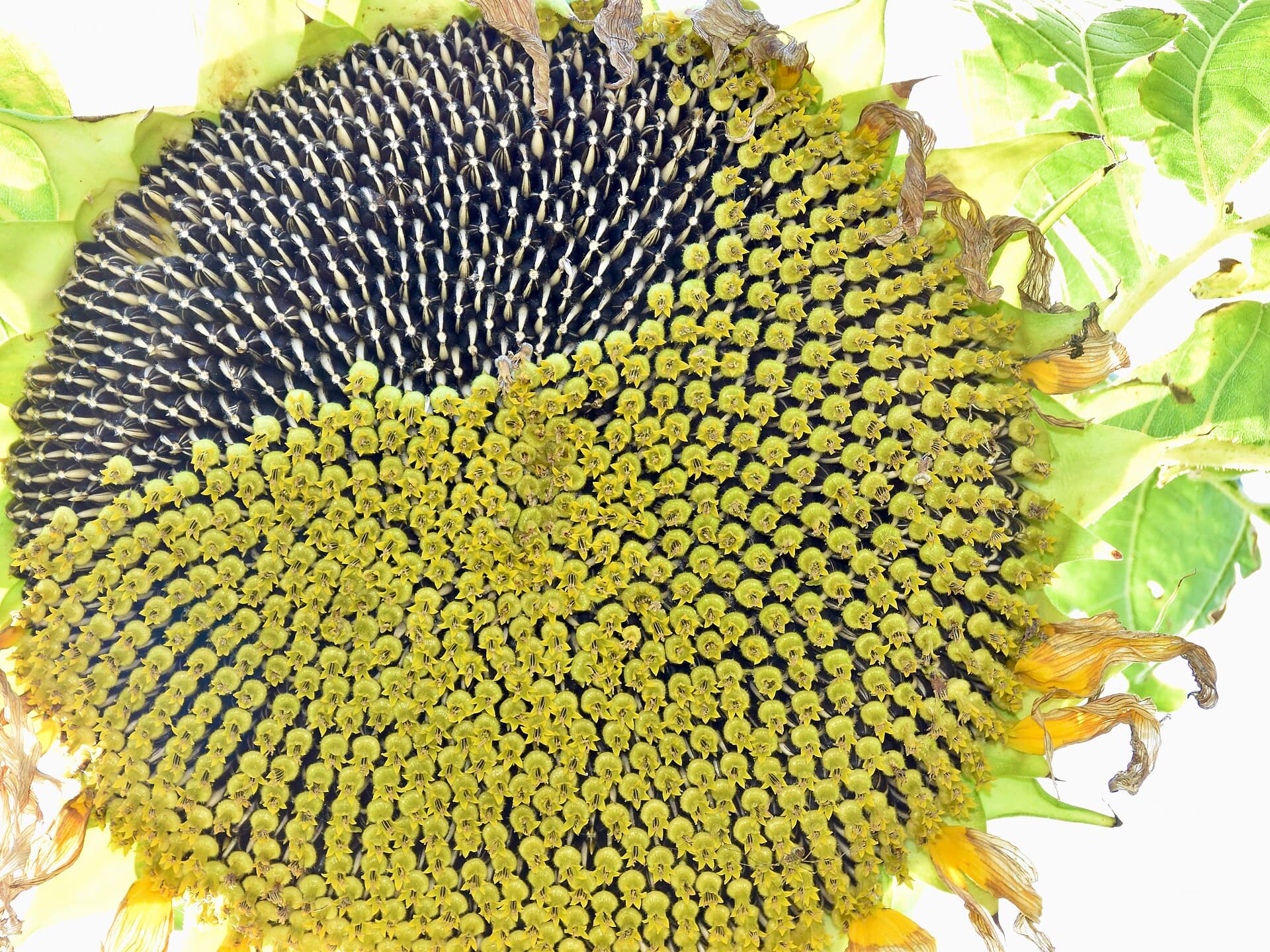 Cold-Pressed Sunflower Oil — how it is made