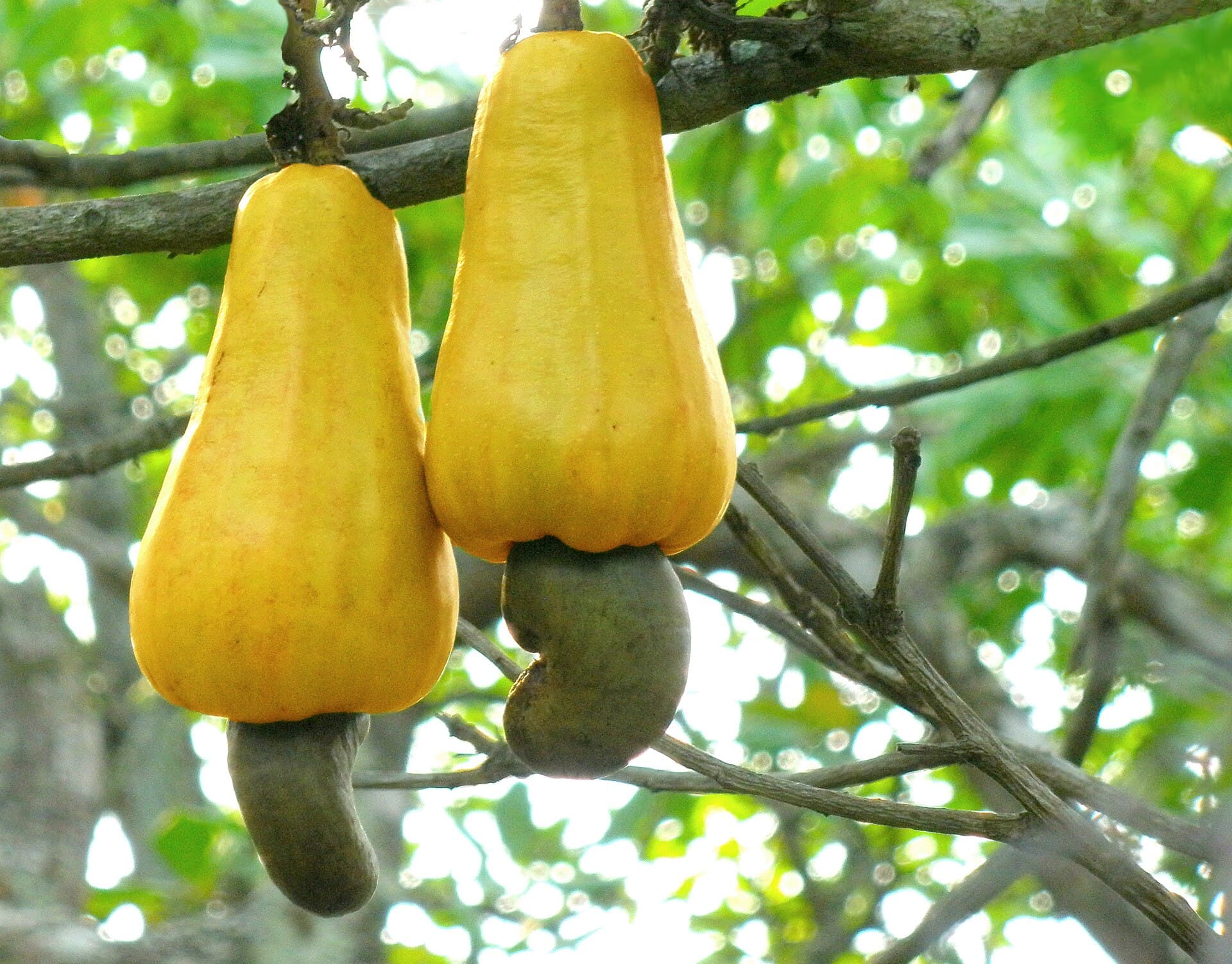 Whole Cashew Nuts (W240) — where it comes from