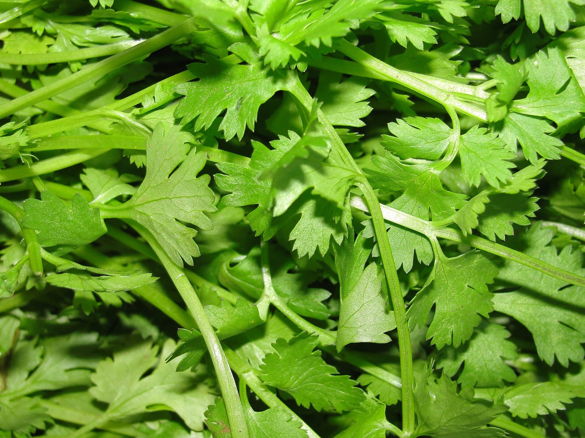 Whole Coriander Seed — where it comes from